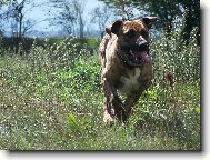 Fila Brasileiro