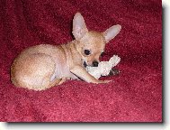 Chihuahua