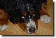 Berner Sennenhund