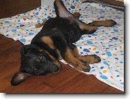 Rottweiler