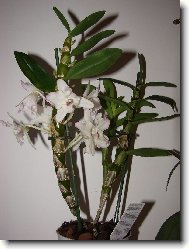 Dendrobium aphrodite
