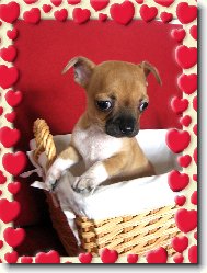 Chihuahua