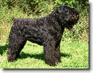 Bouvier des flandres \(Dog standard\)