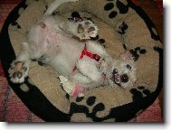 Parson Russel Terrier