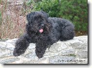Bouvier des flandres \(Dog standard\)