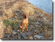 Tosa Inu, Japanese Fighting Dog