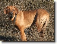 Tosa Inu, Japanese Fighting Dog