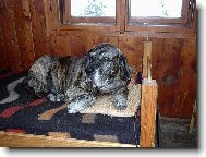 Fila Brasileiro