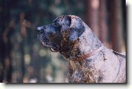 Fila Brasileiro