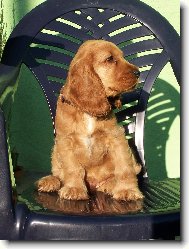 American Cocker Spaniel