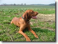 Rövidszörü Magyar Vizsla, Hungarian Short-haired Pointing Dog