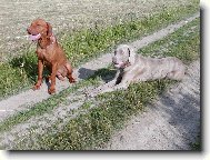 Rövidszörü Magyar Vizsla, Hungarian Short-haired Pointing Dog