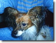 Papillon