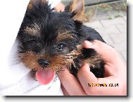 Jorkšírský terier, Yorkshire Terrier,