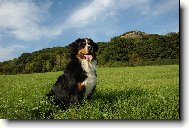 Berner Sennenhund