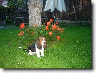 Basset hound \(Dog standard\)