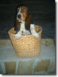 Basset hound \(Dog standard\)