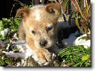 Australian cattle dog \(Dog standard\)