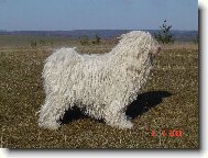 Puli \(Dog standard\)