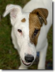 Fox Terrier Smooth