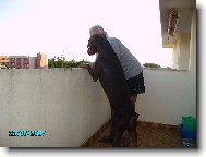 Dobermann, Doberman
