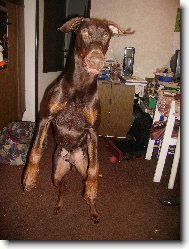 Dobermann, Doberman