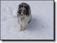 Shetland Sheepdog