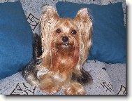 Jorkšírský terier, Yorkshire Terrier,