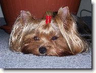 Jorkšírský terier, Yorkshire Terrier,