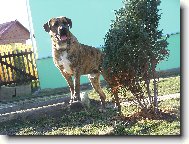 Fila Brasileiro