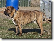 Fila Brasileiro