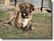 Fila Brasileiro