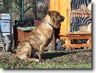 Fila Brasileiro