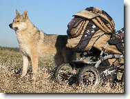 Chechoslovakian wolfdog \\\\\(Dog standard\\\\\)