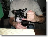 Chihuahua