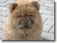 Chow Chow