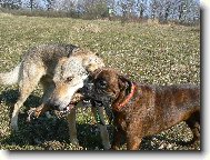 Chechoslovakian wolfdog \\\\\\\\\\\\\\\\\\\\\(Dog standard\\\\\\\\\\\\\\\\\\\\\)