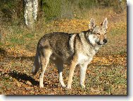 Chechoslovakian wolfdog \\\\\(Dog standard\\\\\)