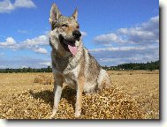 Chechoslovakian wolfdog \\\\\\\\\\\\\\\\\\\\\(Dog standard\\\\\\\\\\\\\\\\\\\\\)