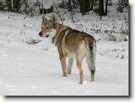 Chechoslovakian wolfdog \\\\\(Dog standard\\\\\)