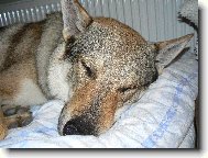 Czechoslovakian wolfdog
