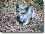 Czechoslovakian wolfdog