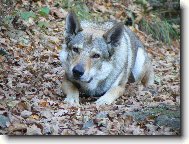 Chechoslovakian wolfdog \\\\\\\\\\\\\\\\\\\\\(Dog standard\\\\\\\\\\\\\\\\\\\\\)