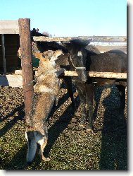 Chechoslovakian wolfdog \\\\\(Dog standard\\\\\)