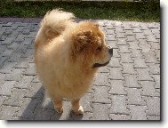 Chow Chow