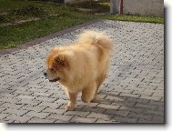 Chow Chow