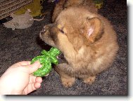 Chow Chow