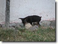 Miniature pinscher \(Dog standard\)