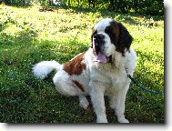 Saint Bernard \(Dog standard\)