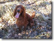 Irish red setter \(Dog standard\)